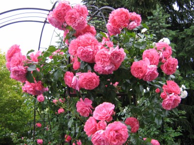 Engel auf dem Gartentisch